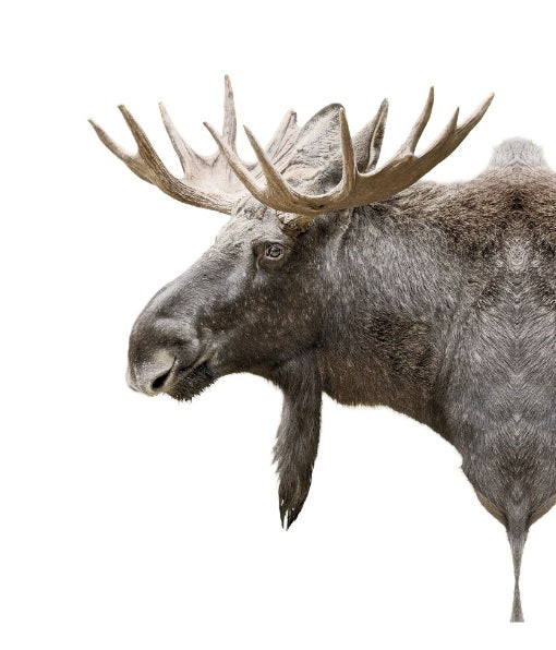 ISOLATED MOOSE FRAMED WALL DECOR