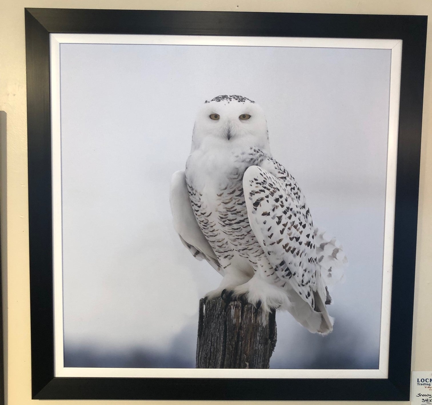 SNOWY OWL WALL DECOR BLACK FRAME