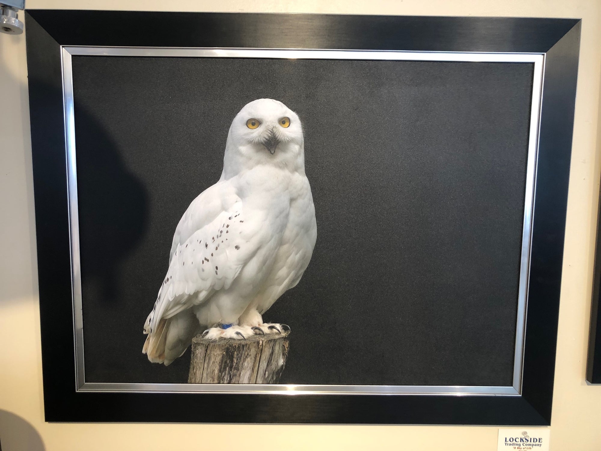 SNOW OWL ISOLATED IN BLACK WALL DECOR