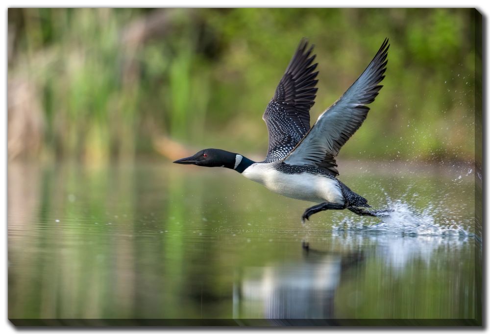 LOON TAKE OFF CANVAS WALL DECOR 16X20