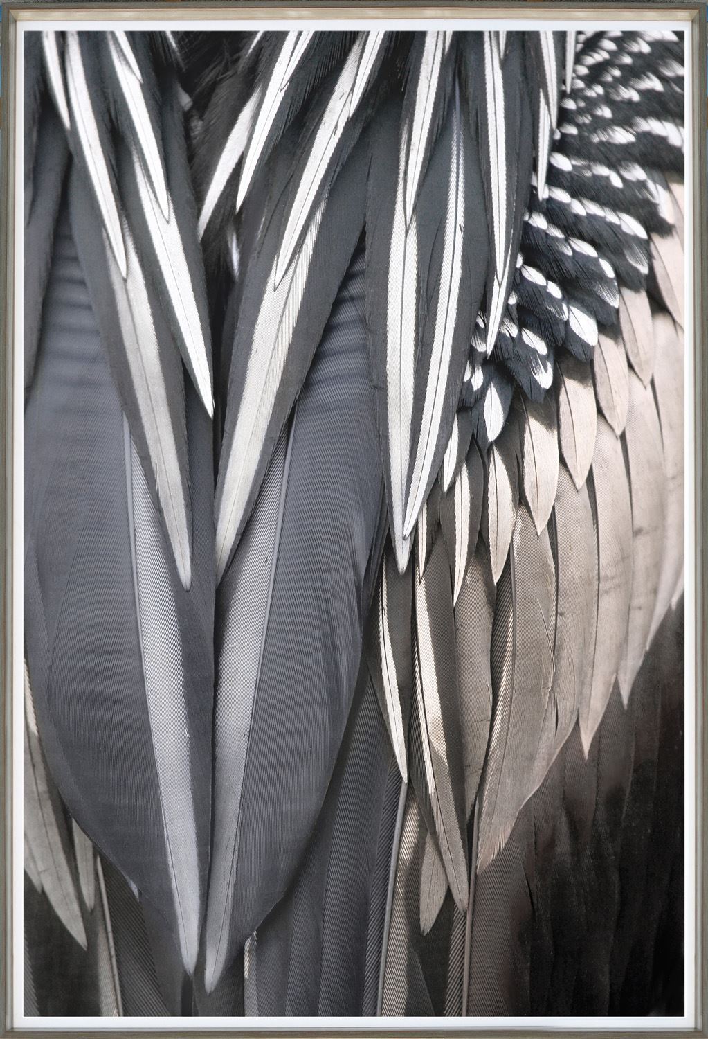 ANHINGA FEATHER WALL ART