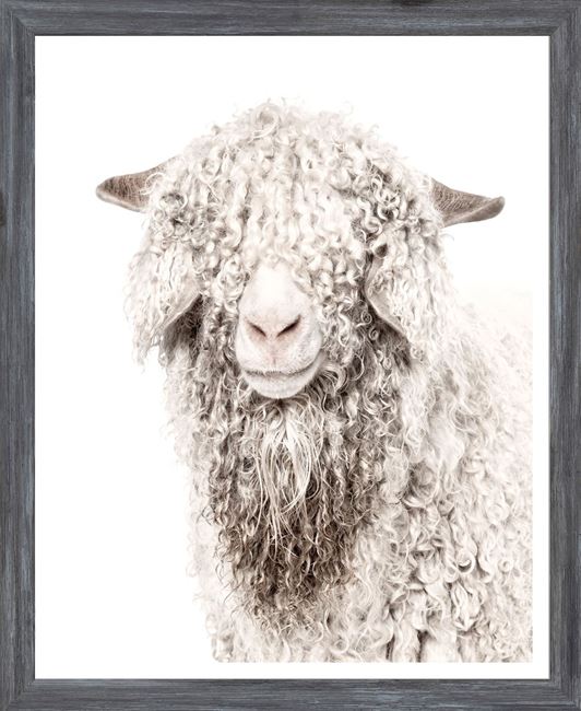 Angora Goat
